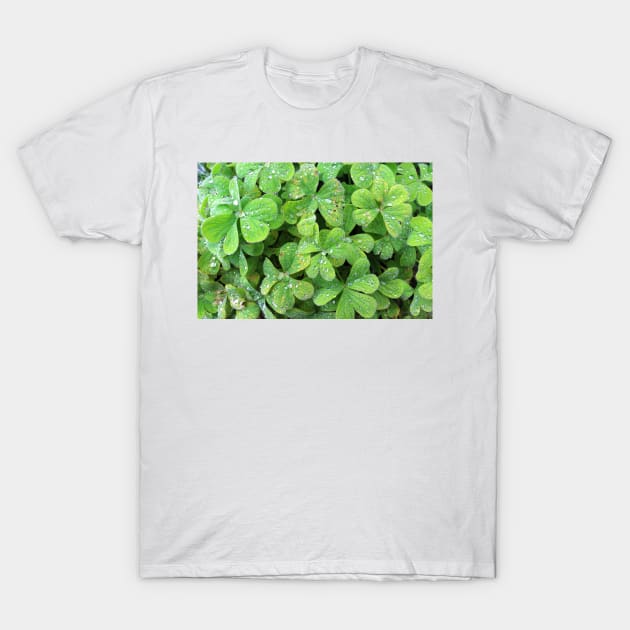 Green Trifolium Plant Foliage T-Shirt by pinkal